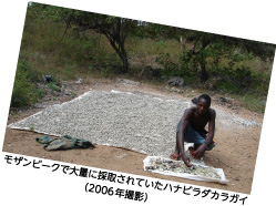 モザンビークで大量に採取されていたハナビラダカラガイ（2006年撮影）