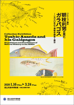 コレクション展示「朝枝利男の見たガラパゴス――1930年代の博物学調査と展示」