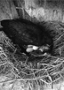 カワウの雛を同時に孵化させる技術