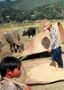 1990年代黒タイの村落生活――みんぱくのデータベース「ベトナムの衣文化」の写真から